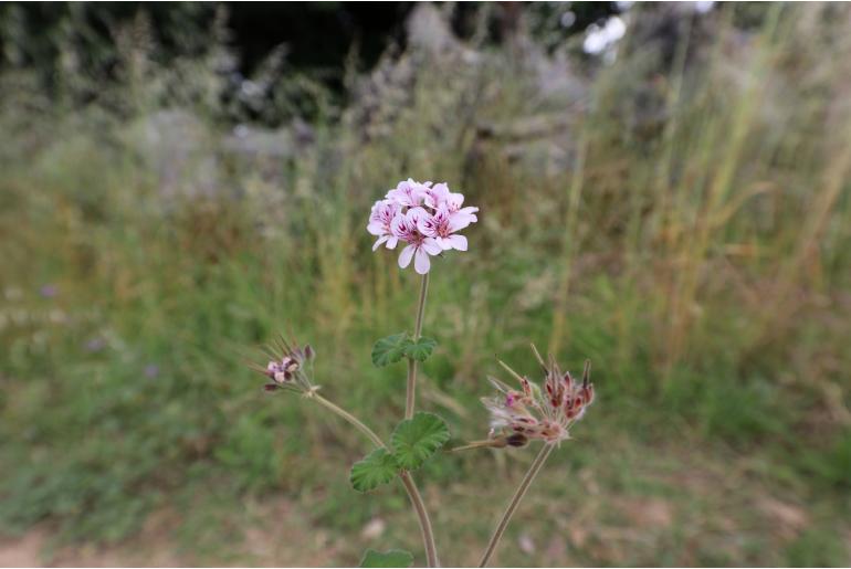 Pelargonium littorale 16358