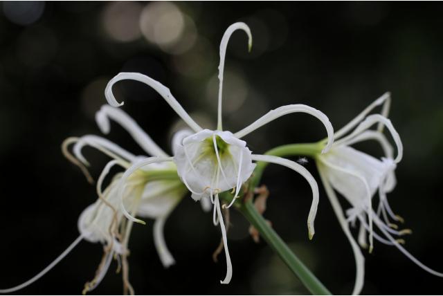 Gebogen peruaanse narcis