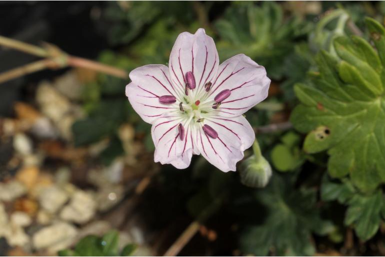Geranium subcaulescens -16547