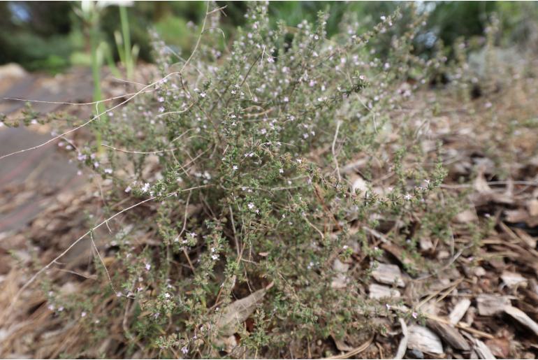 Micromeria canariensis ssp meridialis 16822
