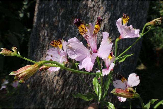 Grootste prachtige Incalelie Grootste prachtige Incalelie
