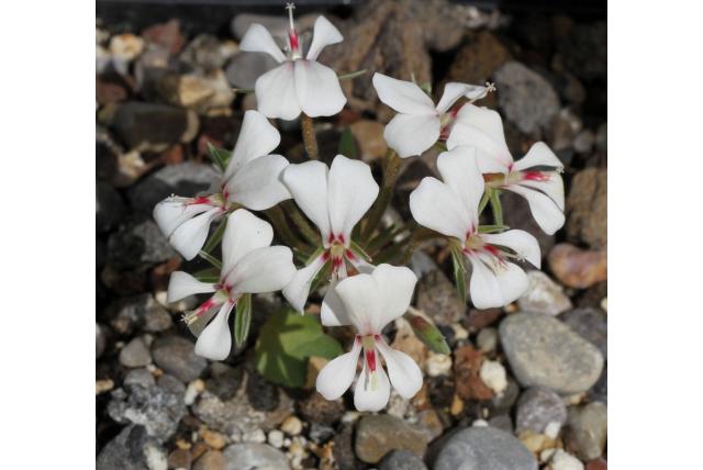 Grenville's geranium