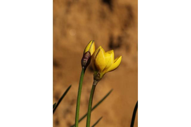 Gele sterbloem