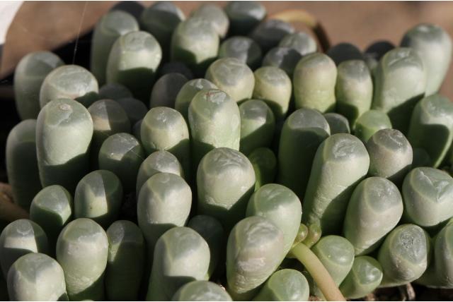 Fenestraria met knotsvormig blad