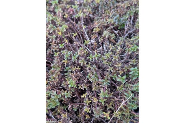 Victory de Janka's tijm