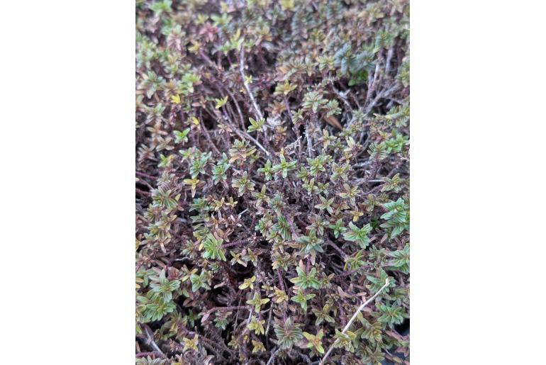 Thymus jankae -18084