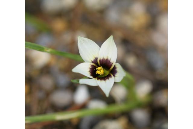 Barker's romulea