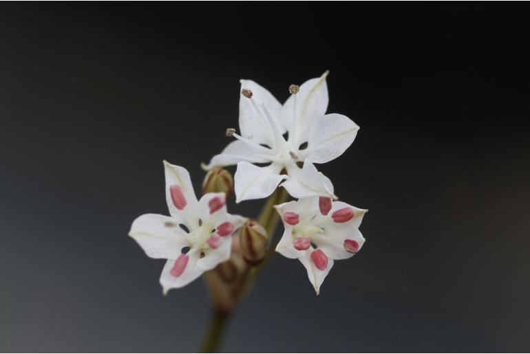Strumaria unguiculata -18234