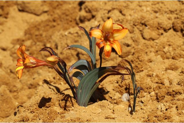 Karoo tritonia