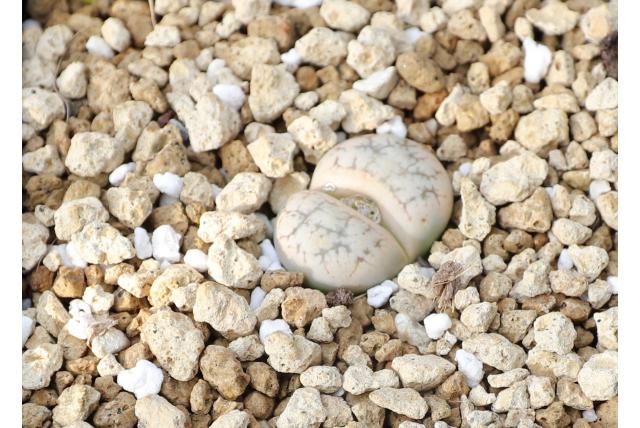 Werner's levende steentjes Werner's levende steentjes