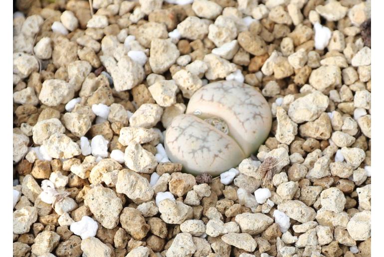 Lithops werneri 18432