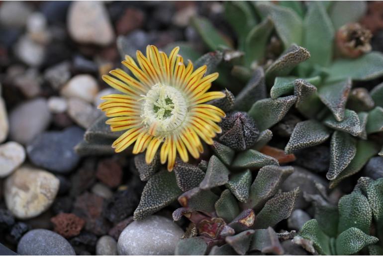 Nananthus margaritifer 18438