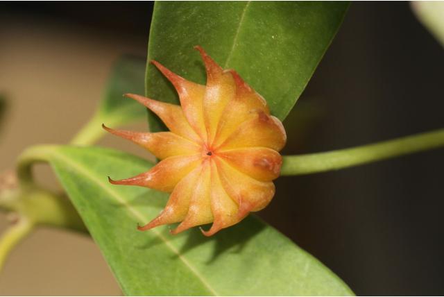 Lansvormigblad Illicium