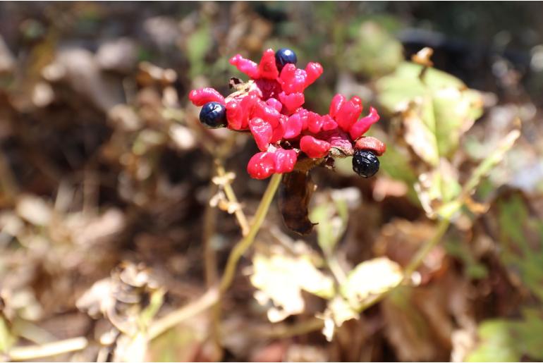 Paeonia daurica ssp coriifolia 19007
