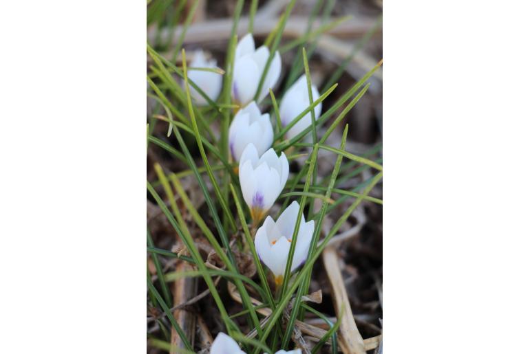 Crocus x jessoppiae&nbsp;19065