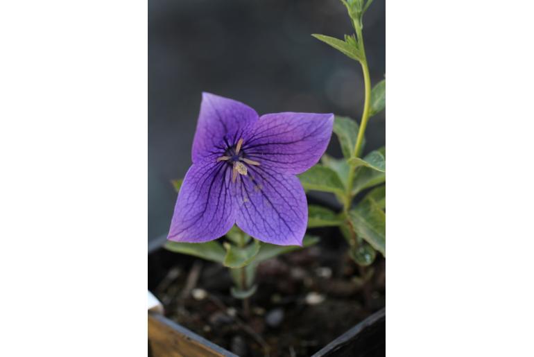 Platycodon grandiflorus 19084