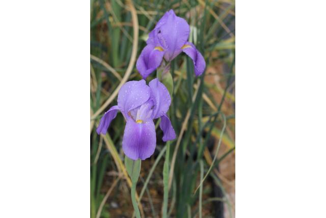 Hoog's iris