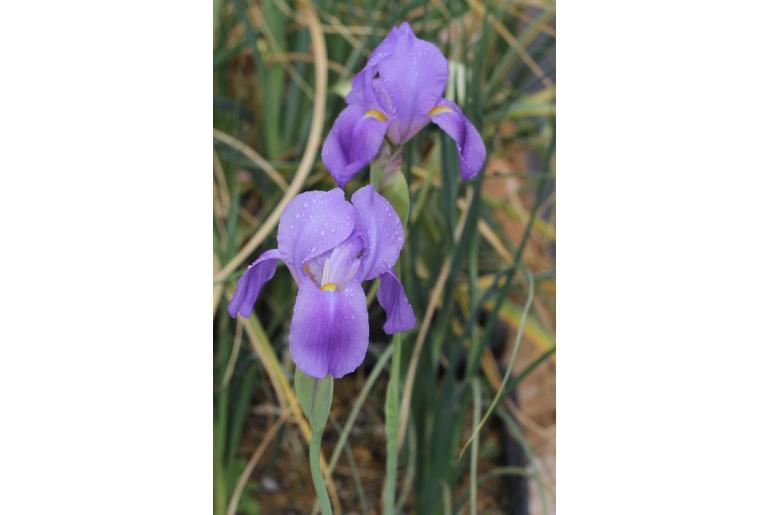Iris hoogiana -19108