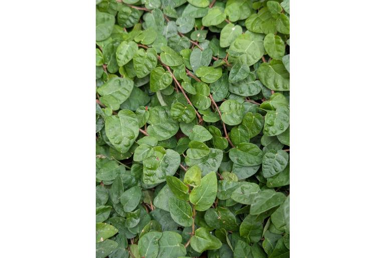 Ficus pumila&nbsp;19304