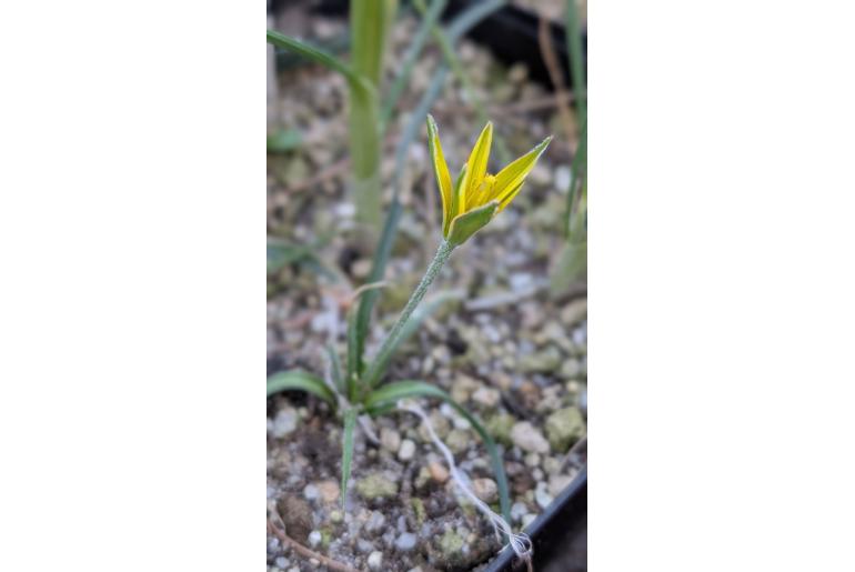 Gagea fibrosa&nbsp;19537