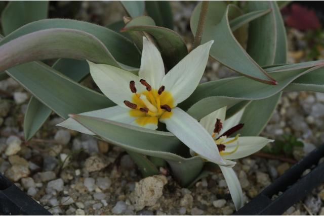 Turkestan tulp