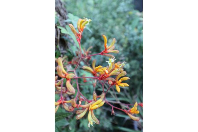 Kangoeroepoot 'Bush Endeavour'