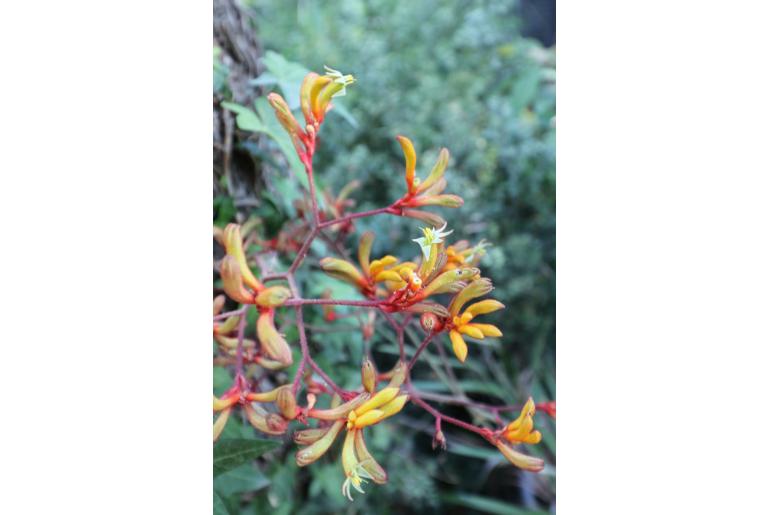 Anigozanthos 'Bush Endeavour' 19701