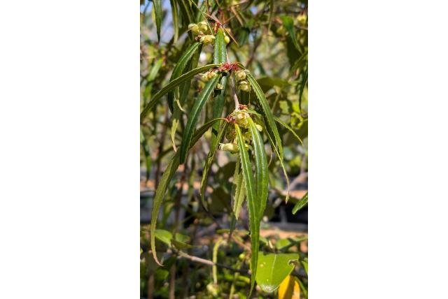 Ongebruikelijke zuurbes