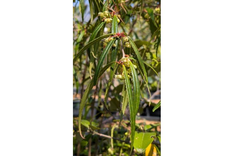 Berberis insolita&nbsp;19720