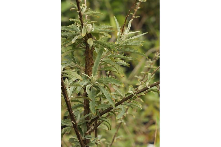 Buddleja x wardii -19722