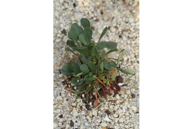 Gibraltar limonium