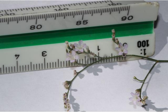 Bijna kale limonium
