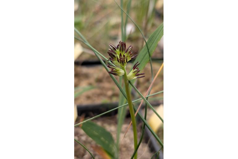 Wurmbea glassii&nbsp;19910