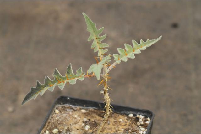 Stekelvarken tomaat