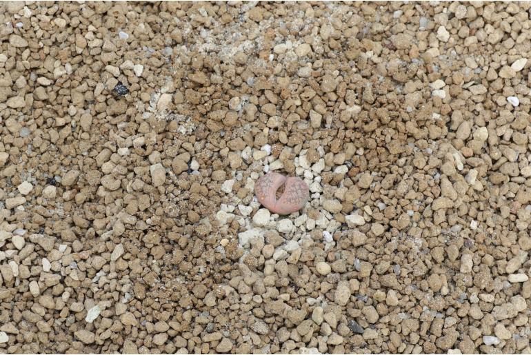 Lithops gesineae ssp annae -20251